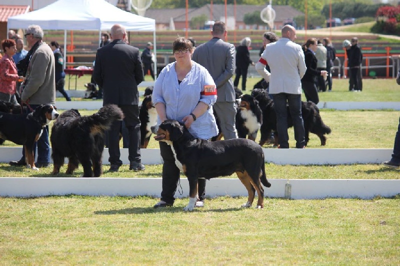 CH. A star is born av prinzenhof - Excellent - Classe Champion Femelle
