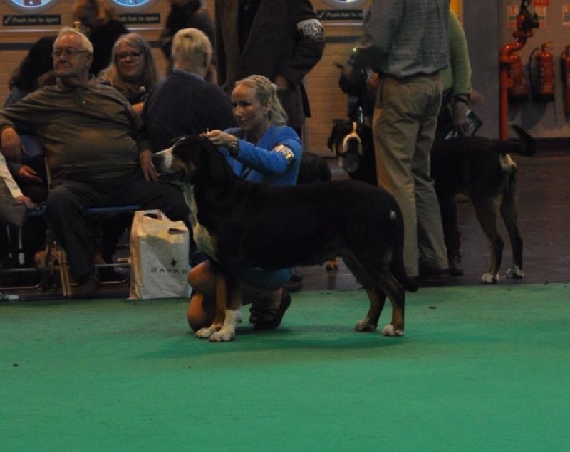 CH. A star is born av prinzenhof - 2eme Excellent - Open Bitch Class