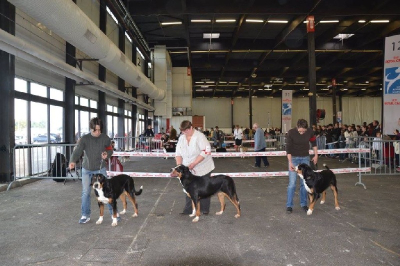 CH. Jaesan Des cimes de caras galadhon - 2ème Excellent - Classe Jeune Femelle