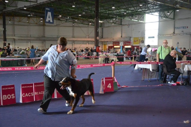 CH. Jaesan Des cimes de caras galadhon - 1er Excellent - Classe Intermédiaire femelle