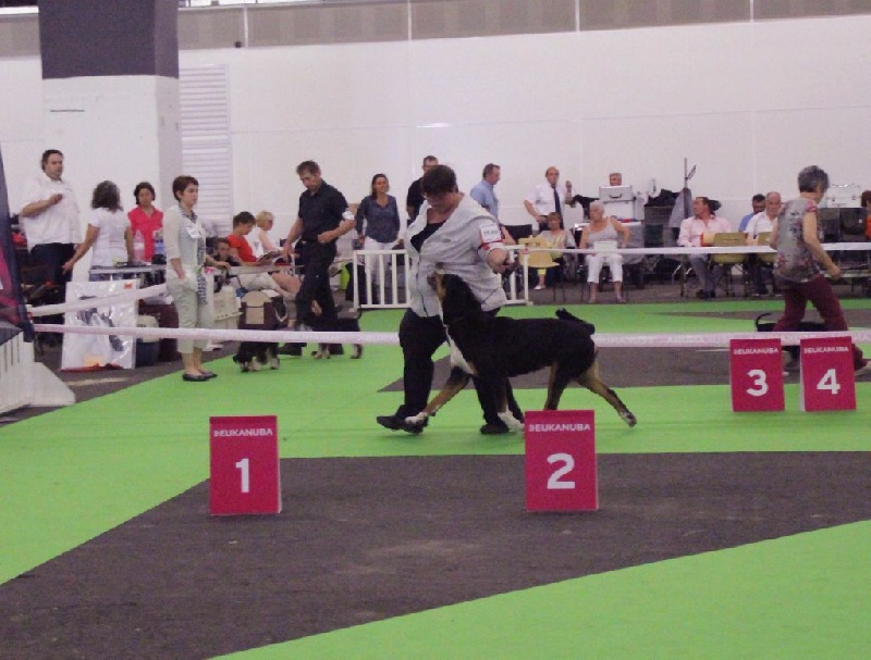 CH. A star is born av prinzenhof - 1er Excellent - Classe Ouverte Femelle - CACS