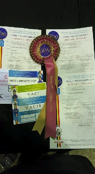 CH. A star is born av prinzenhof - 1er Excellent - Classe Champion - CAC - CACIB - BOS