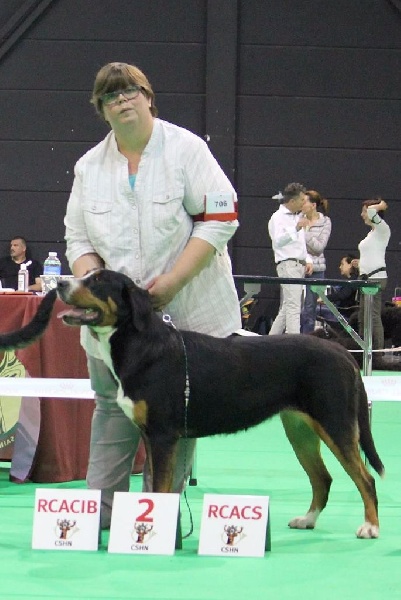CH. Jaesan Des cimes de caras galadhon - 1er Excellent - Classe Intermédiaire femelle - RCACS - RCACIB