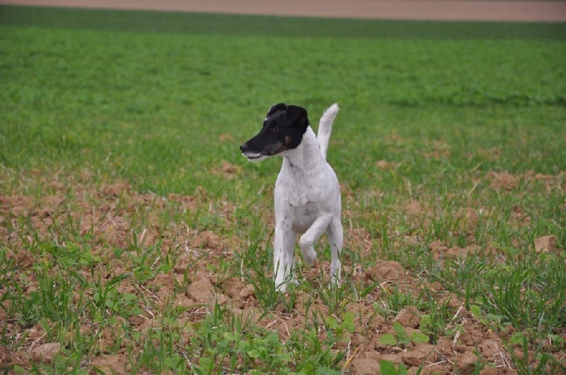 CH. Jumpylily Of sweet lords