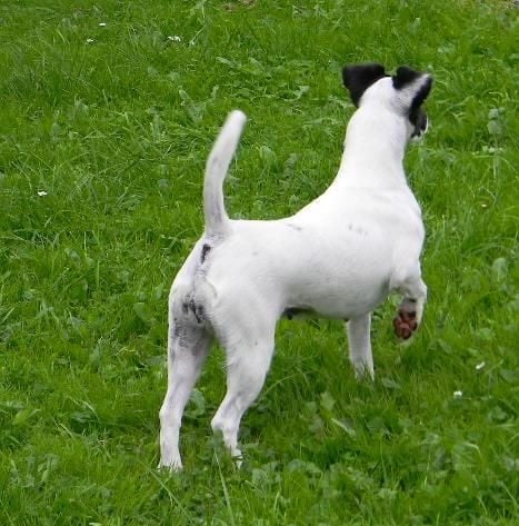 CH. Jumpylily Of sweet lords