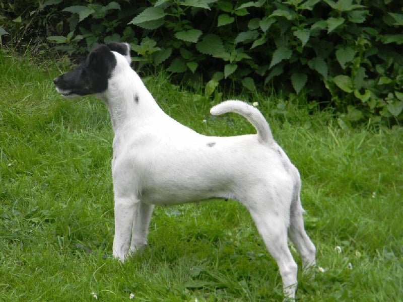 CH. Jumpylily Of sweet lords