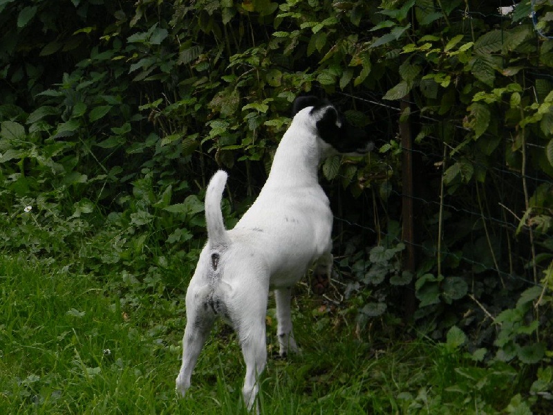 CH. Jumpylily Of sweet lords