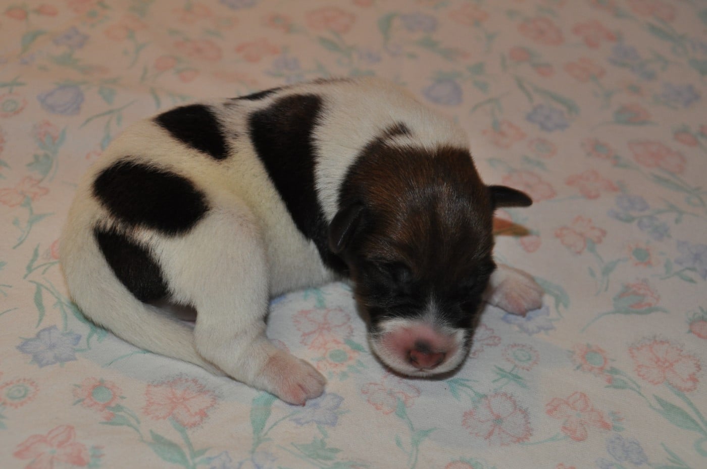 Amour de Fox du Castel des Près