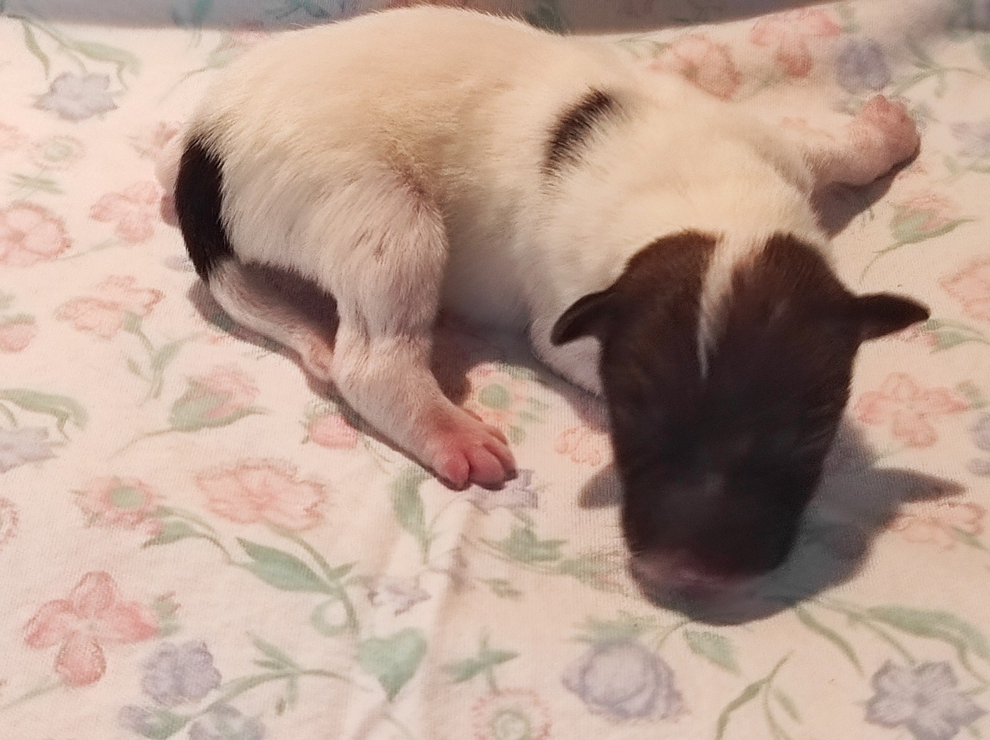 Axiane du Castel des Près