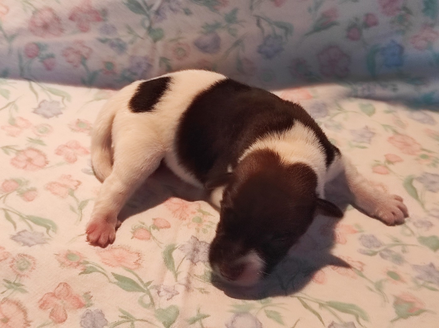 Adjah du Castel des Près