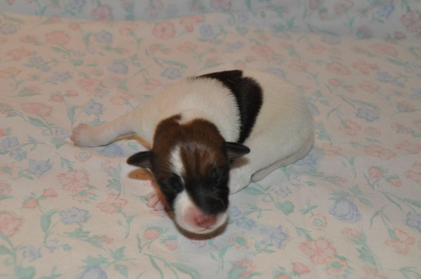 Ada du Castel des Près