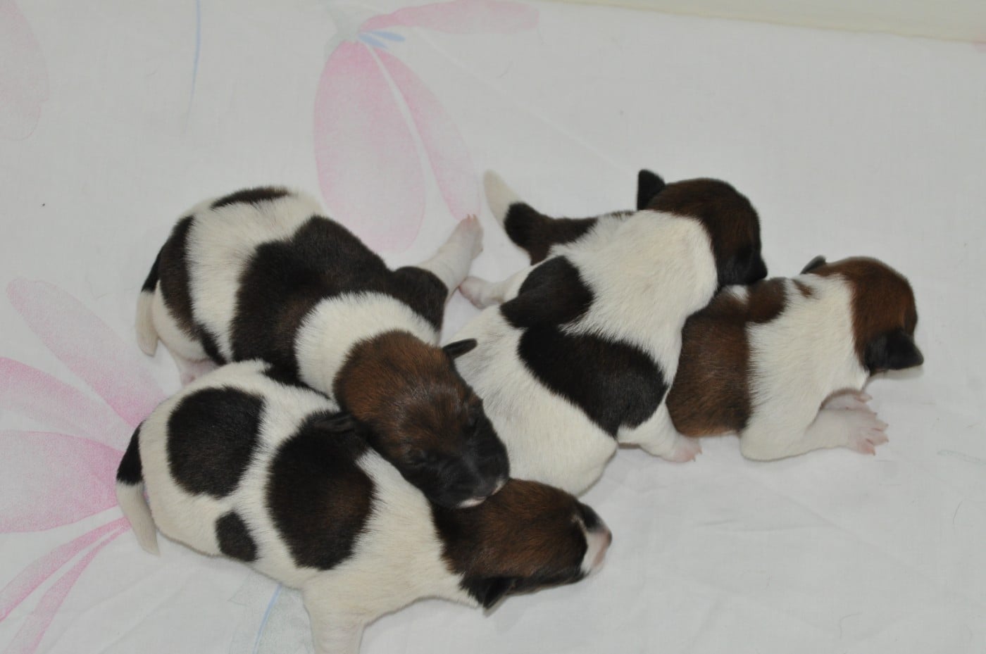 CHIOT 1 - Fox Terrier Poil lisse
