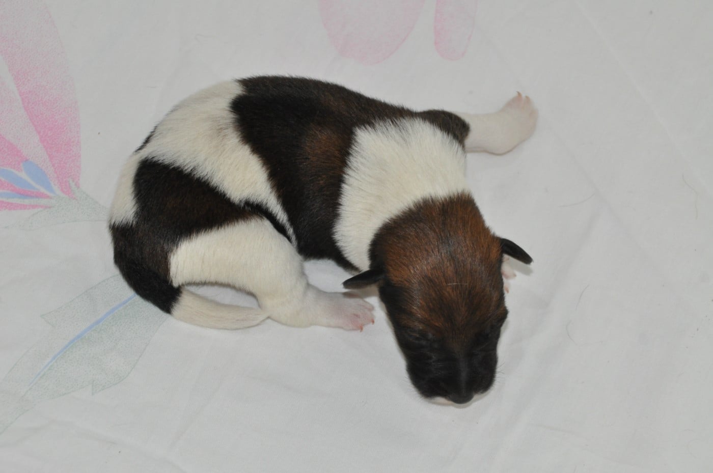 CHIOT 3 - Fox Terrier Poil lisse