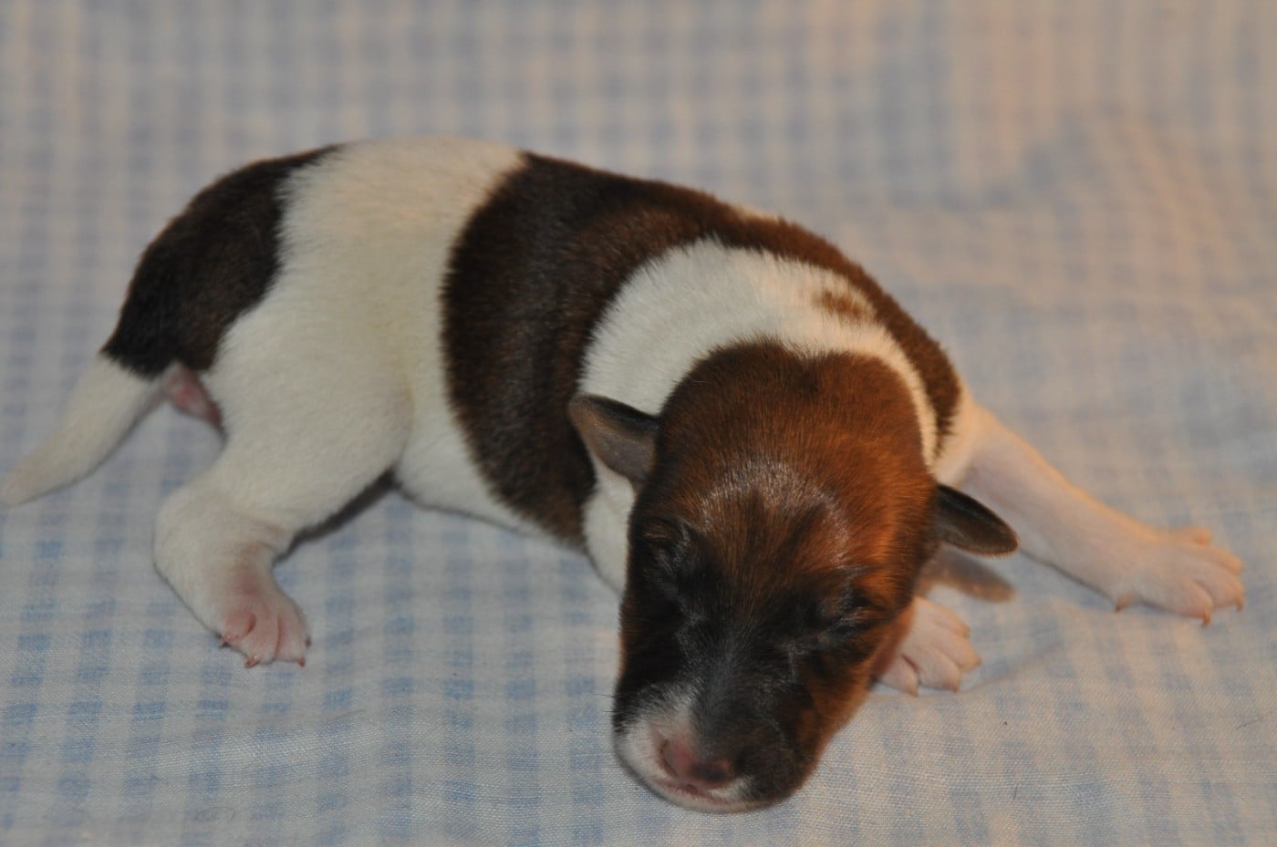 CHIOT 4 - Fox Terrier Poil lisse