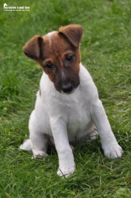 Les chiots de Fox Terrier Poil lisse
