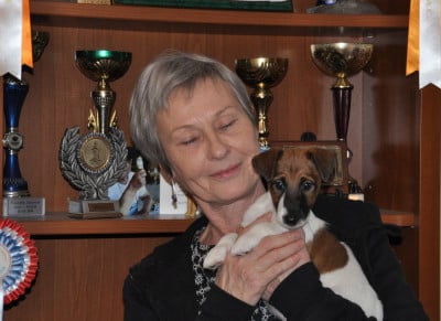 Les chiots de Fox Terrier Poil lisse