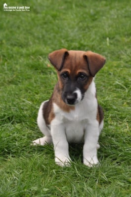 Les chiots de Fox Terrier Poil lisse