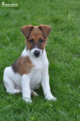Les chiots de Fox Terrier Poil lisse