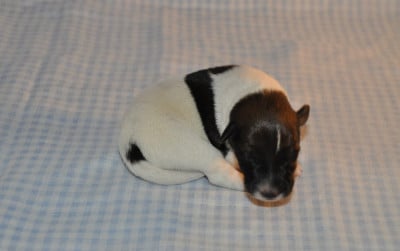 Fox Terrier Poil lisse