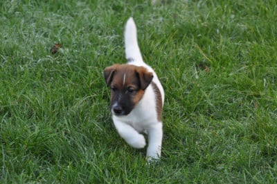 Les chiots de Fox Terrier Poil lisse