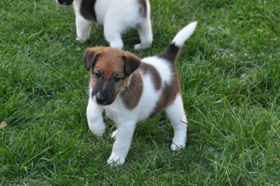 Les chiots de Fox Terrier Poil lisse