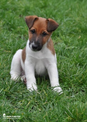 Les chiots de Fox Terrier Poil lisse