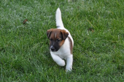 Les chiots de Fox Terrier Poil lisse