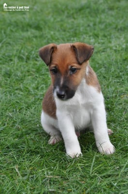 Les chiots de Fox Terrier Poil lisse
