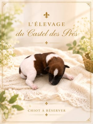 Les chiots de Fox Terrier Poil lisse