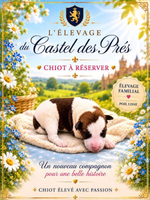 Les chiots de Fox Terrier Poil lisse