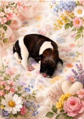Les chiots de Fox Terrier Poil lisse