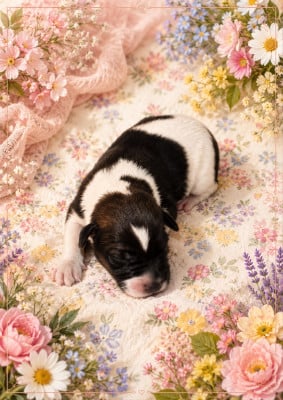 Les chiots de Fox Terrier Poil lisse