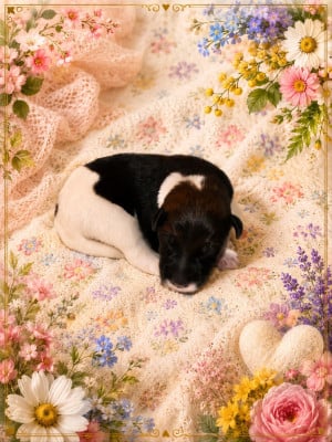 Les chiots de Fox Terrier Poil lisse