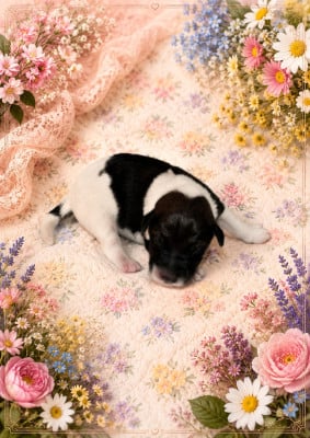 Les chiots de Fox Terrier Poil lisse