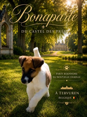 Les chiots de Fox Terrier Poil lisse