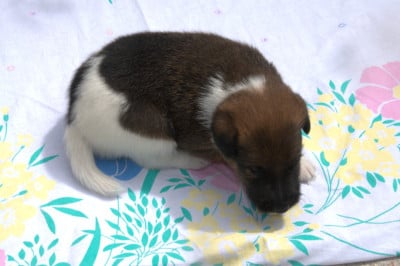 Les chiots de Fox Terrier Poil lisse