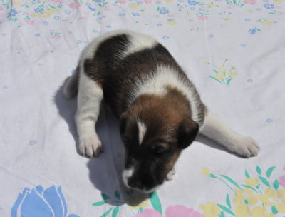 Les chiots de Fox Terrier Poil lisse