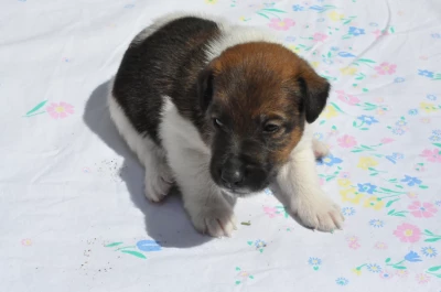 Les chiots de Fox Terrier Poil lisse
