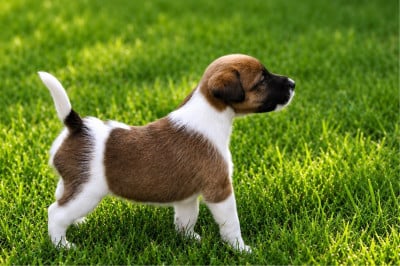 Les chiots de Fox Terrier Poil lisse