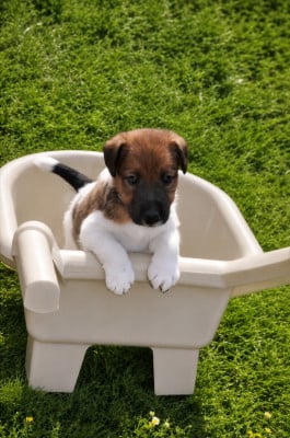 Les chiots de Fox Terrier Poil lisse