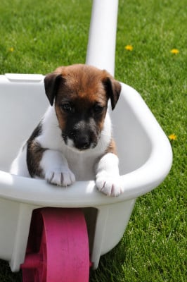 Les chiots de Fox Terrier Poil lisse