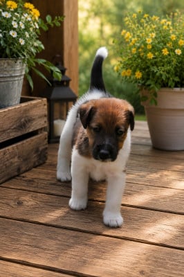 Les chiots de Fox Terrier Poil lisse