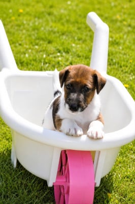 Les chiots de Fox Terrier Poil lisse