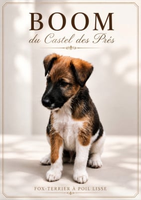 Les chiots de Fox Terrier Poil lisse