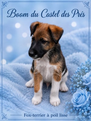Les chiots de Fox Terrier Poil lisse