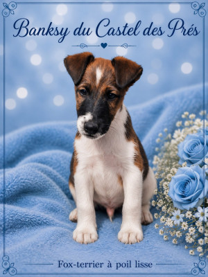 Les chiots de Fox Terrier Poil lisse