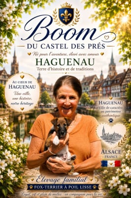 Les chiots de Fox Terrier Poil lisse