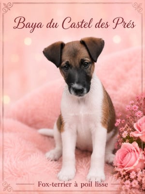Les chiots de Fox Terrier Poil lisse