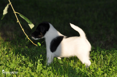 CHIOT - Fox Terrier Poil lisse