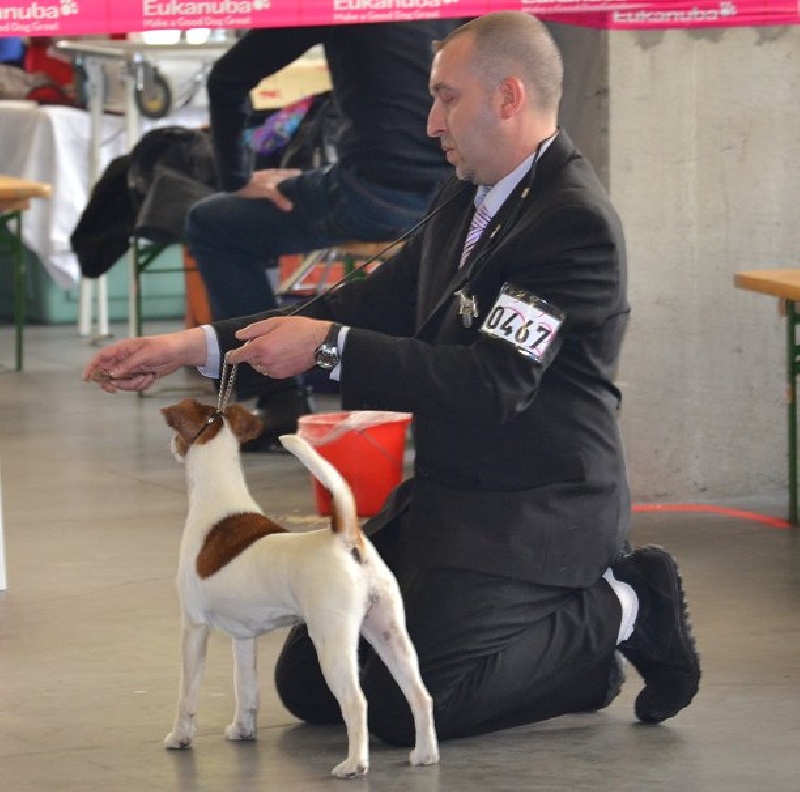 CH. Ebony Du castel des pres - 1 ére Exc CAC-CACIB-BOB